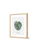 Image encadrée Pôdevache Elome Monstera 30x40cm nature