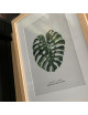 Image encadrée Pôdevache Elome Monstera 30x40cm nature