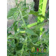 Kit tuteurs pour plantes grimpantes - MV Industrie
