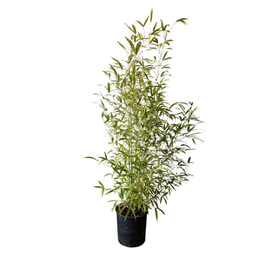 Bambou à bois doré (Phyllostachys aurea) 10 litres | H150/175 | Lot de 10 - G3F Pépinières