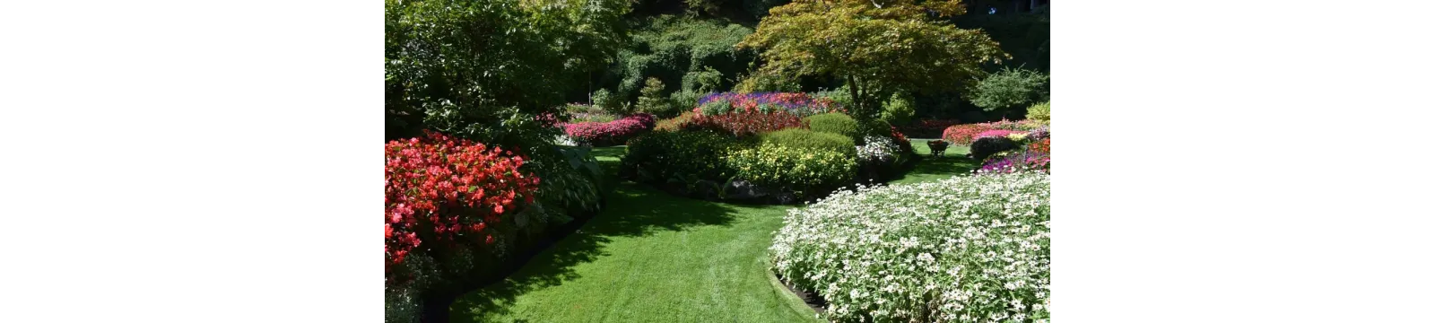 Arbre d'Ornement pour jardin - Made In France